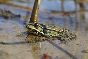 Frog in the water, macro photography.