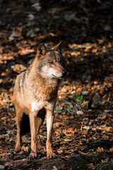 wolf in the forest