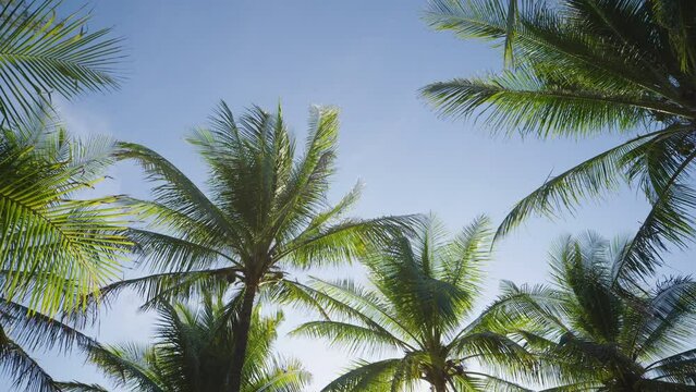 Green palm tree blue sky low-angle footage.  Coconut palm leaf swaying wind sun light. Summer background.