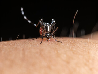 【昆虫】血を吸うヒトスジシマカ　蚊
