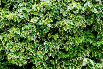 Hedera algeriensis Hibberd or Algerian ivy climbing plant texture