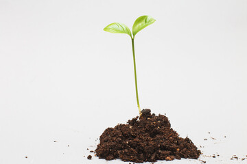 Small sprout seedling in a pile of soil isolated on a gray paper background close