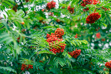 Rowan berry on a tree among green leaves. Background