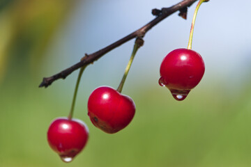 red cherries with dew drops, czerwone wiśnie z kroplami deszczu - obrazy, fototapety, plakaty