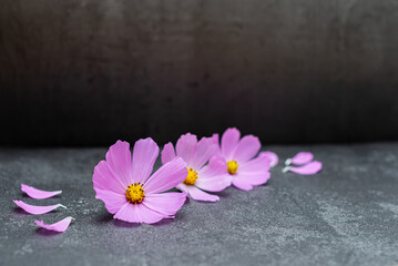 Fototapeta na wymiar Pink flowers and petals on a black marble background. Background with pink flowers.