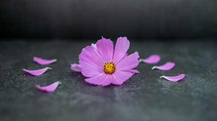 Pink flowers and petals on a black marble background. Background with pink flowers.
