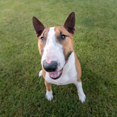 Miniature bull terrier posing in the grass