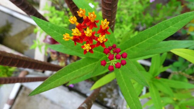 Asclepias curassavica or Mexican butterfly weed flower is blooming in the rooftop garden.