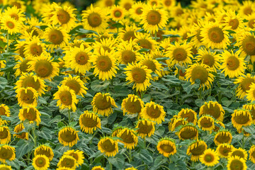 Sunflower flowers in a cultivated field.