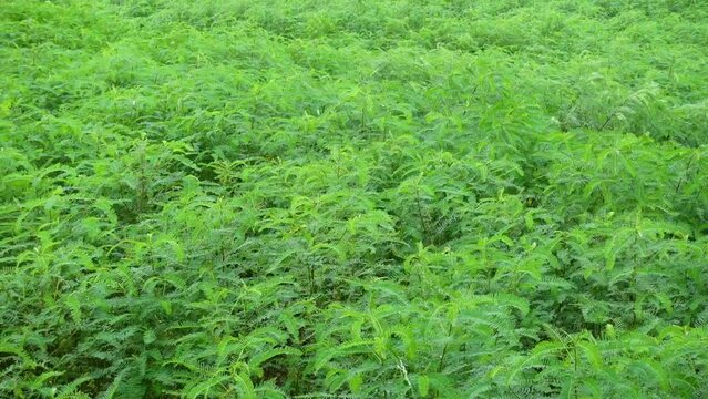Sesbania bispinosa plants and leaves are swaying in the wind at the field. View of green tall small Danchi tree bushes. 