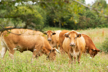 cows grazing in green grassy fields with trees in the background , Galician blond breed