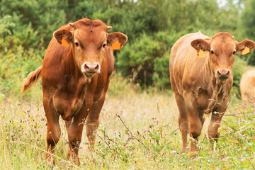 Fototapeta premium cows grazing in green grassy fields with trees in the background , Galician blond breed