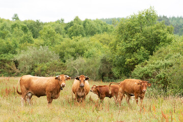 cows grazing in green grassy fields with trees in the background , Galician blond breed