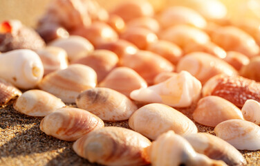 Big seashell on the sand on the beach in the back-light of sunset, background, close up