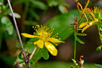 St. John's wort // Echtes Johanniskraut (Hypericum perforatum)