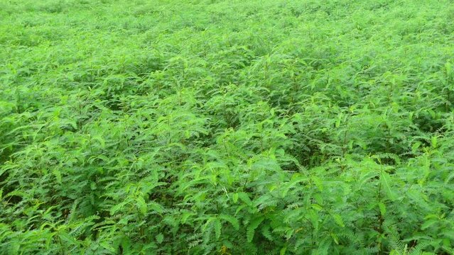 Sesbania bispinosa plants and leaves are swaying in the wind at the field. View of green tall small Danchi tree bushes. 