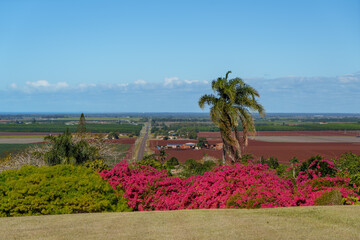Scenic view from the Hummock Lookout over red soil agricultural farmland. Bright pink Bougainvillea...