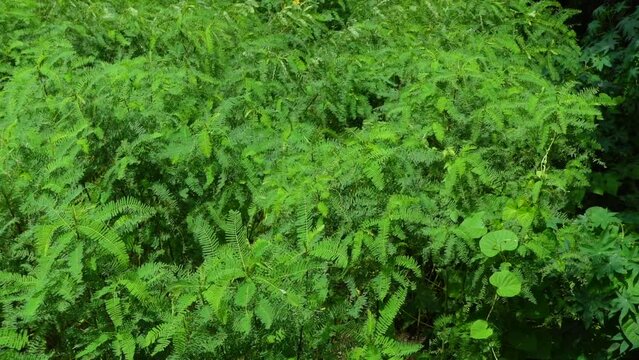 Sesbania bispinosa plants and leaves are swaying in the wind at the field. View of green tall small Danchi tree bushes. 
