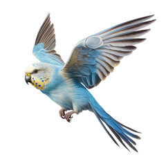 Fototapeta premium color bird looking isolated on white