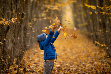 Side view cheerful child boy in bright colorful warm clothes playing among fallen maple leaves and gathering dry bouquet. Sunbeams falling through trees on the autumn forest park at sunset