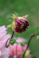 light pink georgina or dahlia flower in the summer garden
