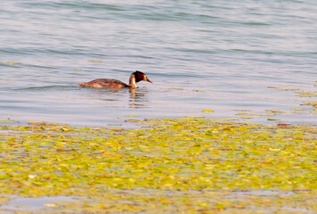 The phoenix headed grebe in Songya Lake, Changsha, feeds on aquatic plants, fish, and shrimp, and...