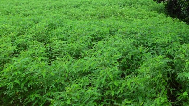 Sesbania bispinosa plants and leaves are swaying in the wind at the field. View of green tall small Danchi tree bushes. 