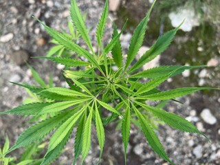 大麻の葉