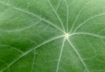 Abstract Lines in Nature