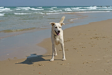 Portrait of cheerful disability dog on three legs playing on Beach in Charles Clore Park. Tel Aviv, Israel