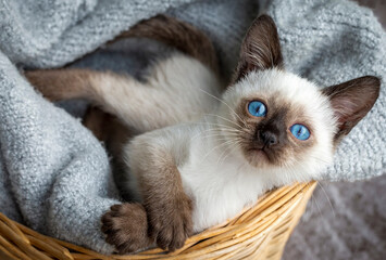 Cute siamese cat, pet animal kitten - Powered by Adobe