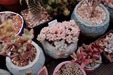 succulents farm