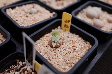 succulents farm
