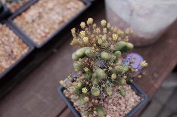 succulents farm