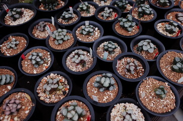 succulents farm