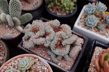 succulents farm