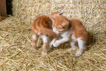 Two kittens playing in a farm barn.