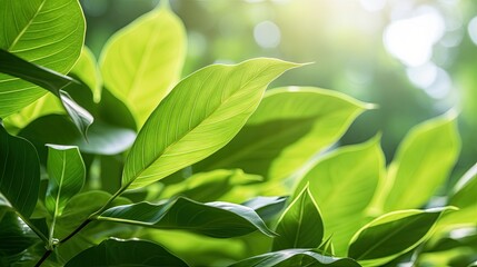 Green leaves, Natural green leaves plants using as spring background cover page greenery environment ecology wallpaper. Generative Ai.