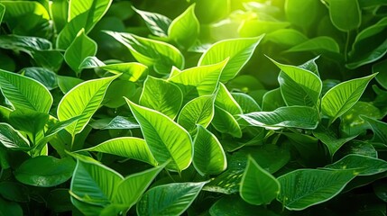 Fototapeta na wymiar Green leaves, Natural green leaves plants using as spring background cover page greenery environment ecology wallpaper. Generative Ai.