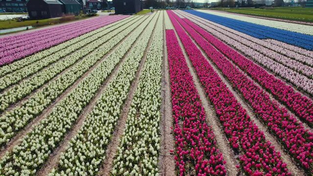 Dutch polders with colorful rows of flower fields stretching for a long distance. High quality 4k footage