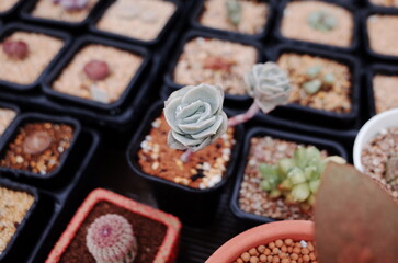 succulents farm