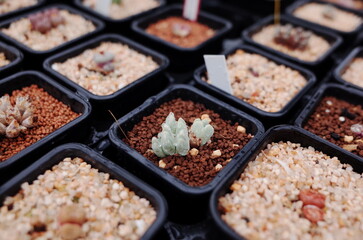 succulents farm