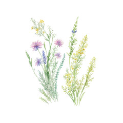 Fototapeta na wymiar grass floral, Wildflowers, herbs painted in watercolor8