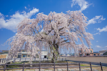 青空に咲く、北斗市法亀寺の垂れ桜