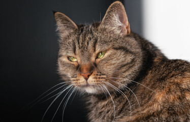 Fototapeta premium Close-up portrait of a cat with soft sunshine. Pets