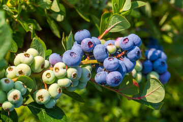 Blueberry farm with bunch of ripe fruits on tree during harvest season in Izmir, Turkey. Blueberry...