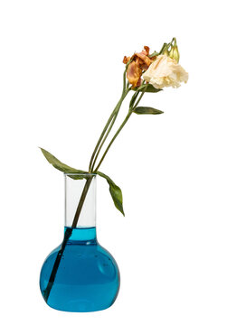 Withered flower in a glass flask.