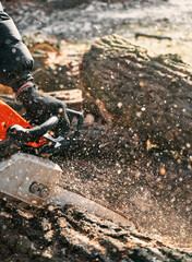 Woodcutter saws tree with chainsaw. Sawdust flies from chainsaw. Arborist saws a tree for firewood. Close-up