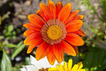 orange gazania flower close-up in a garden bed