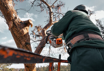 Arborist cuts down the branches of an emergency tree with chainsaw while standing in the cradle of a lift at a great height.